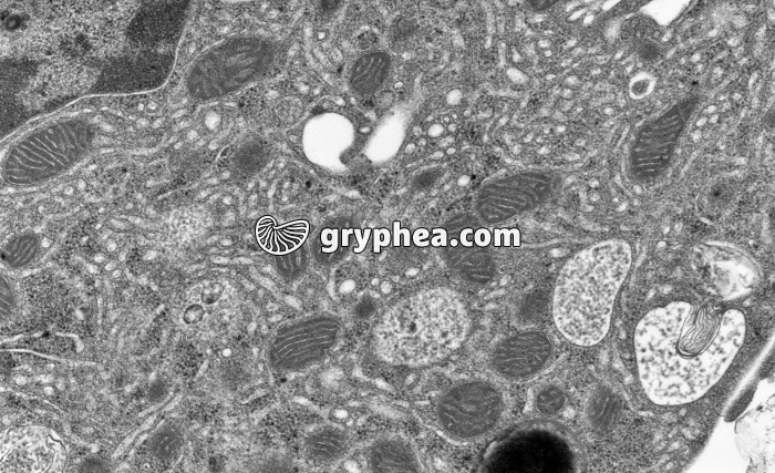 Mitochondries à tubules MET x17000 - gryphea.com